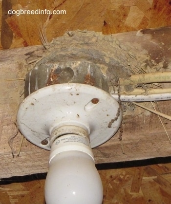 Empty Barn Swallow nest on top of the light fixture inside of a barn