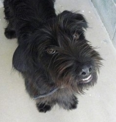 Close Up - Topdown view of a black Bascottie that is standing on a tiled floor and it is looking up. The whites of his teeth showing through his underbite.