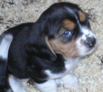 Close Up - Eight week old Basselier sitting on floor