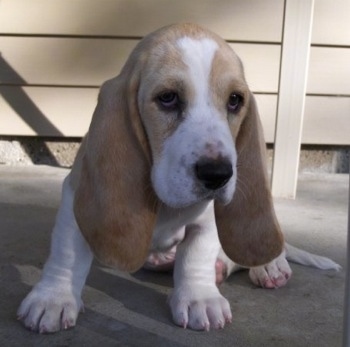 Why do basset hounds smell bad?