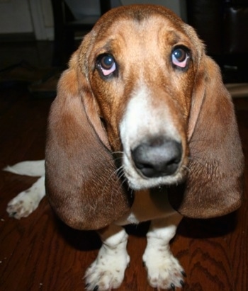 Close Up - Basset Hound face