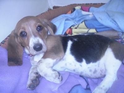 Bambi the Basset Norman puppy laying in a dog bed surrounded by blankets