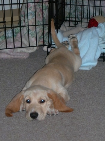 chow golden retriever mix puppies. Wally a Basset/Golden puppy at