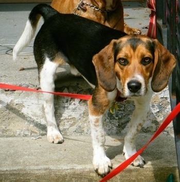 Gunner the Beagle standing on the steps with a dog behind him