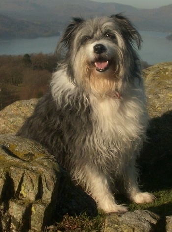 Bearded Collie Dogs 