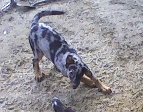 Serra the Beauceron puppy play bowing on top of sand