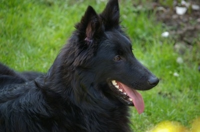 Close Up Left Profile - Indy the Belgium Shepherd with its mouth open and tongue out