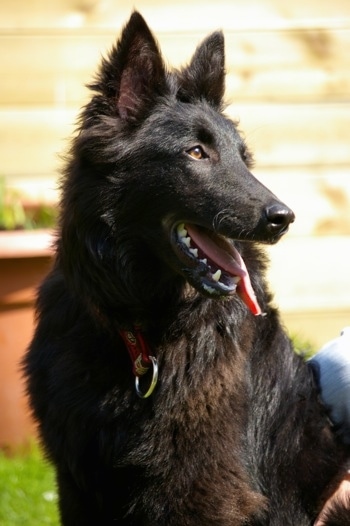 Indy the Belgium Shepherd sitting outside looking to the left with its mouth open and tongue out