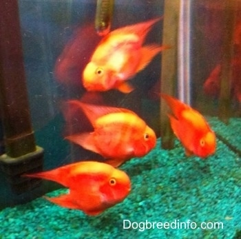 Four Blood Parrots are swimming in an aquarium