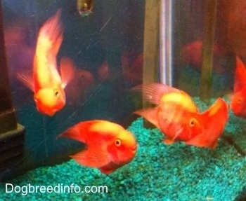 Four Blood Parrots are swimming towards the top of a fish tank
