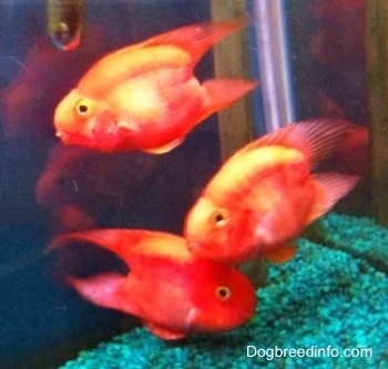 Three baby Blood Parrots are in a fish tank. Two Blood Parrots are swimming to the left. One Parrot is swimming to the right