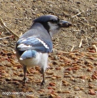 Pictures Of Blue Jay - Free Blue Jay pictures 