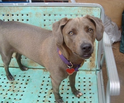 Blue Lacy standing on a rusted mint green chair