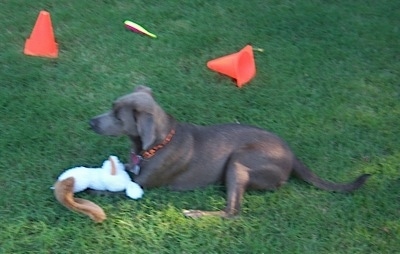 Texas Blue Lacy laying in a field with a plush toy in front of it and orange cones behind it