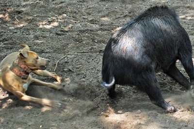 Brutus the Red Lacy running at a boar