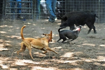 Sadie the Blue Lacy and Brutus the Red Lacy running around a pen herding a boar