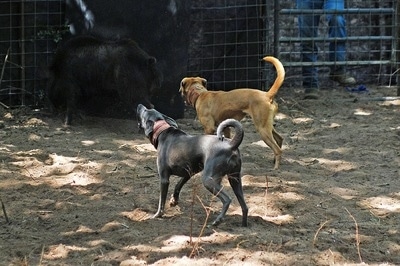 Sadie the Blue Lacy and Brutus the Red Lacy barking at a boar