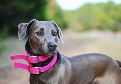 Upper body side view - A silver Blue Lacy dog is standing outside and it is looking to the right. It is wearing two thick hot pink collars.