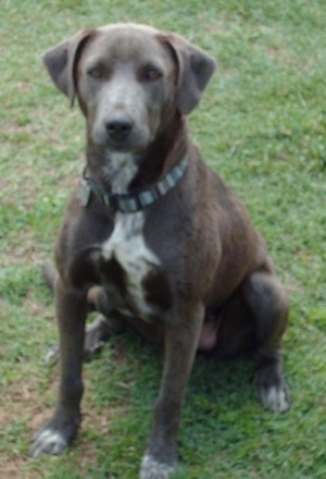 Lola the Blue Lacy sitting outside