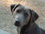 Close Up - Lola the Blue Lacy's face