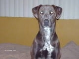 Close Up - Lola the Blue Lacy sitting on a bed