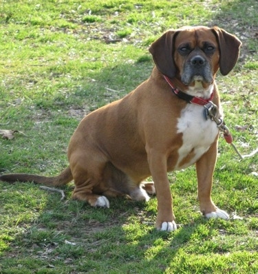 Rusty the Bogle wearing a red collar and on a tie outsitting outside