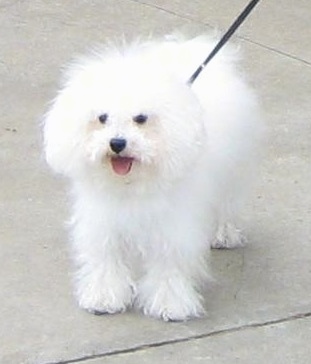 Louis the Bolognese standing outside on cement with its mouth open and tongue out while on a black leash