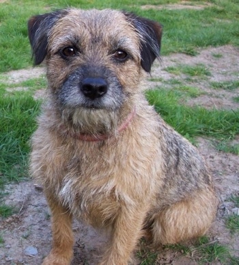 Lulu the Border Terrier sitting in grass