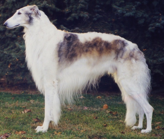 Right Profile - Borzoi standing outside in grass