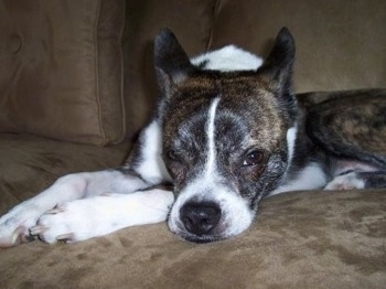 Close Up - A brindle with white Boskimo is laying down on a couch and it is looking forward.