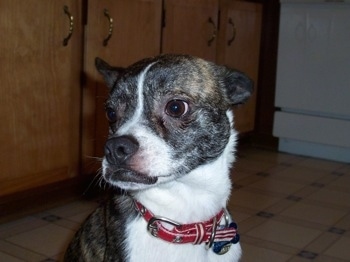 Close Up - The head of a brindle with white Boskimo that is sitting in a kitchen and it is looking to the left.