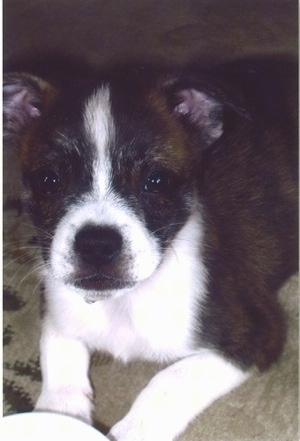 Close Up - the right side of a brindle with white Boskimo puppy that is laying across a floor and it is looking forward.