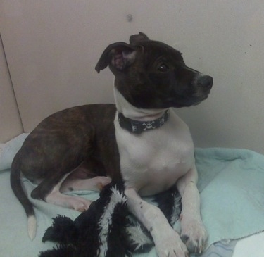 The right side of a brindle with white Bostalian puppy that is laying on a blanket, across a bed and it is looking to the right.