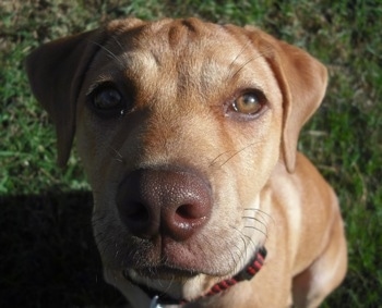 Close Up head shot - Faith the Boxador Puppy sitting outside in grass