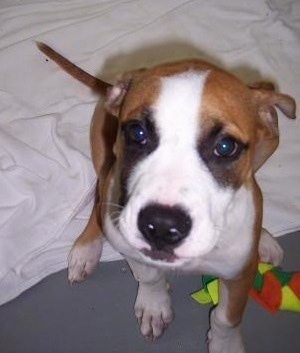 Close up - Topdown view of a brinfle with white Boxane puppy that is sitting on a blanket and over top of a toy.