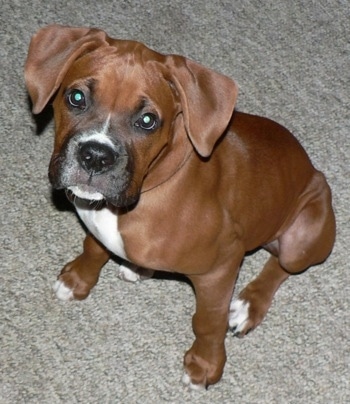 dogbreedinfo.comMidas the Boxer as a puppy dogbreedinfo.comMidas the Boxer as a puppy