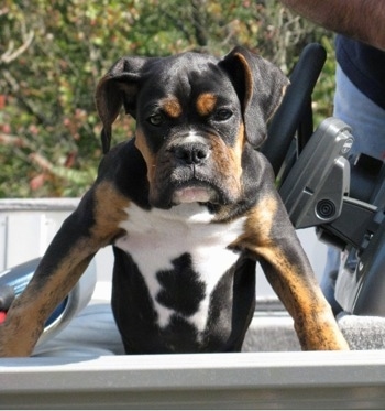 http://www.dogbreedinfo.com/images23/BoxerTriColorLoomisPuppy6Months2.jpg