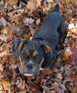 Loomis the Boxer puppy standing in a pile of leaves and looking up at the camera holder