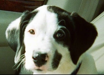 Close Up - Jake the Boxerdoodle puppy sitting in the front seat of a car looking at the camera holder