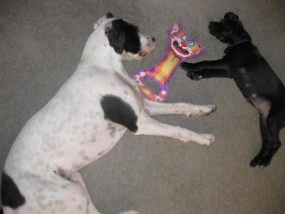 Ziggy and Kaya the Boxerdoodles sleeping and in between them is a dog toy that has the face of a cat on it