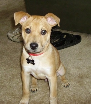 A tan Boxita puppy is sitting on a carpet, there are shoes and slippers behind it