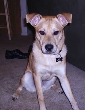 The front right side of a tan Boxita that is sitting on a carpet, next to a couch and it is looking forward.