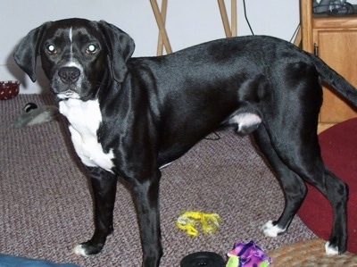 The left side of a black with white Boxspring that is standing across a carpet, over top of dog toys and it is looking forward.