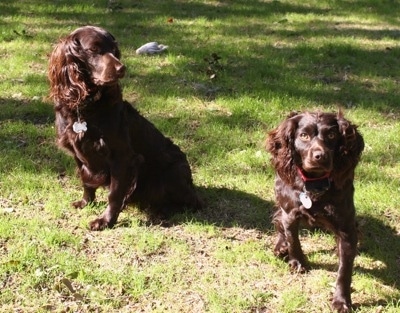 Jackson the Boykin Spaniel in the yard looking over at Daisy the Boykin Spaniel who is looking and walking towards the camera holder