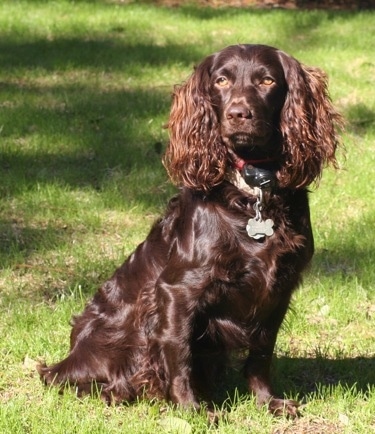 A chocolate Boykin Spaniel dog is sitting in grass and it is looking forward. It has longer fluffy hair on its long drop ears. 