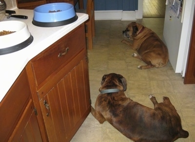 Allie and Bruno the Boxers laying in a kitchen
