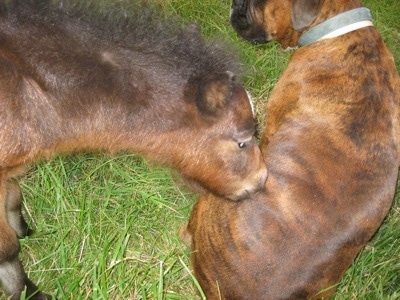 Budweiser the Young Colt smelling Bruno the Boxers side