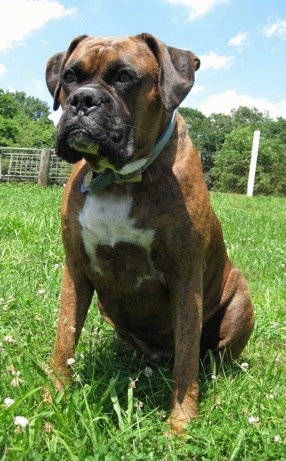 Bruno the Boxer sitting outside