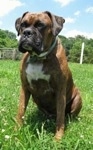 Bruno the Boxer sitting outside facing to the right