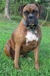 Bruno the Boxer sitting outside looking at the camera holder